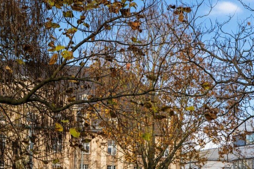 A tree with autumn leaves in front of a building. 2