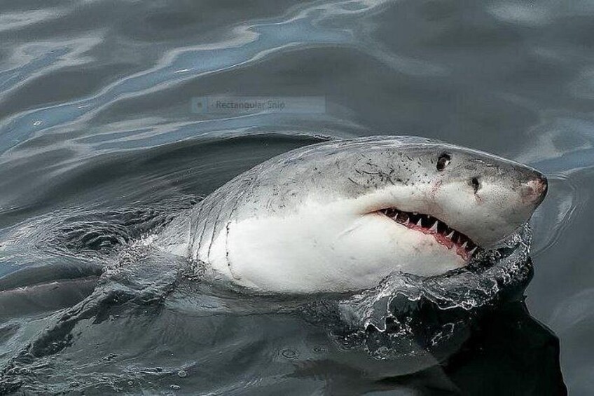 A shark swimming in the water. 5