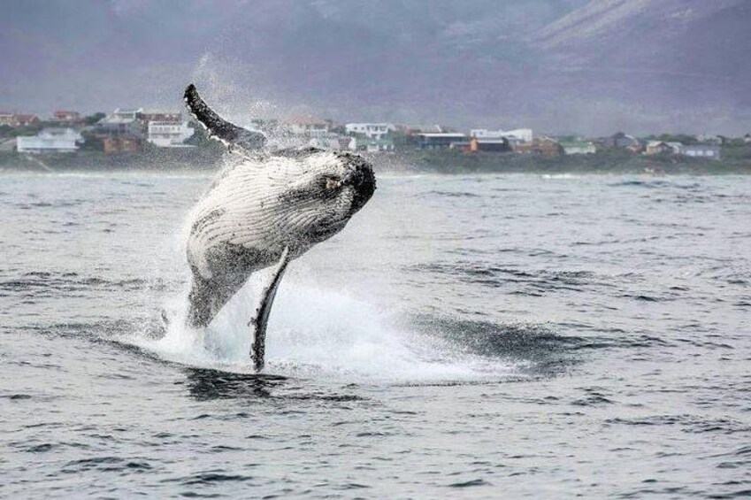 A whale breaching the water's surface. 4