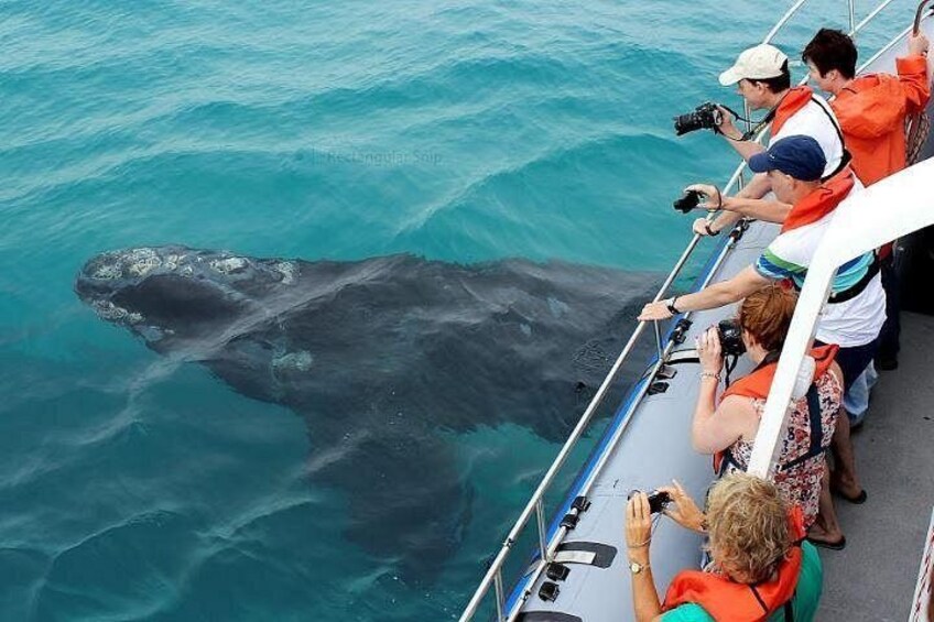 A large whale swimming near a boat with people taking photos. 1