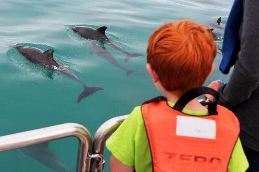A person in a life jacket observing dolphins swimming in the water. 3