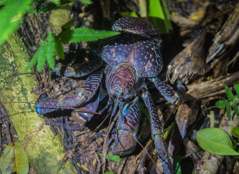 Un cangrejo grande con un caparazón oscuro moteado y patas azul brillante, sobre el suelo del bosque cubierto de hojas y follaje verde. 4
