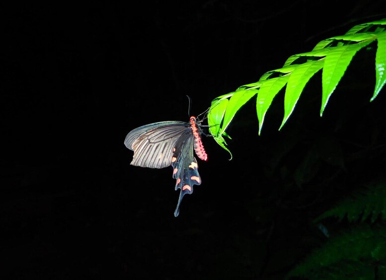 Una mariposa con alas negras y anaranjadas posada sobre una hoja verde frente a un fondo oscuro. 3