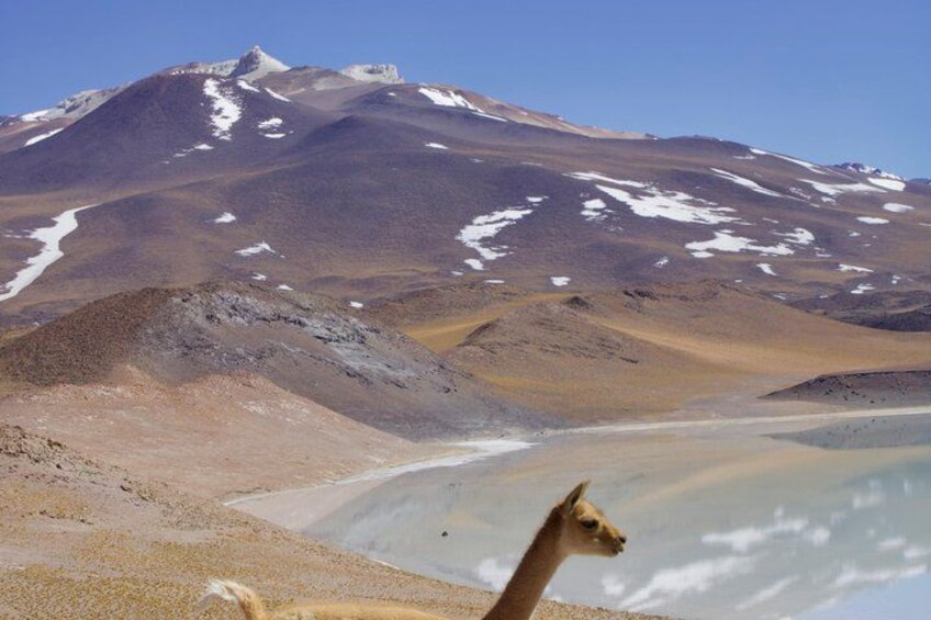 A llama in a mountainous landscape with snow-capped peaks and a body of water. 4