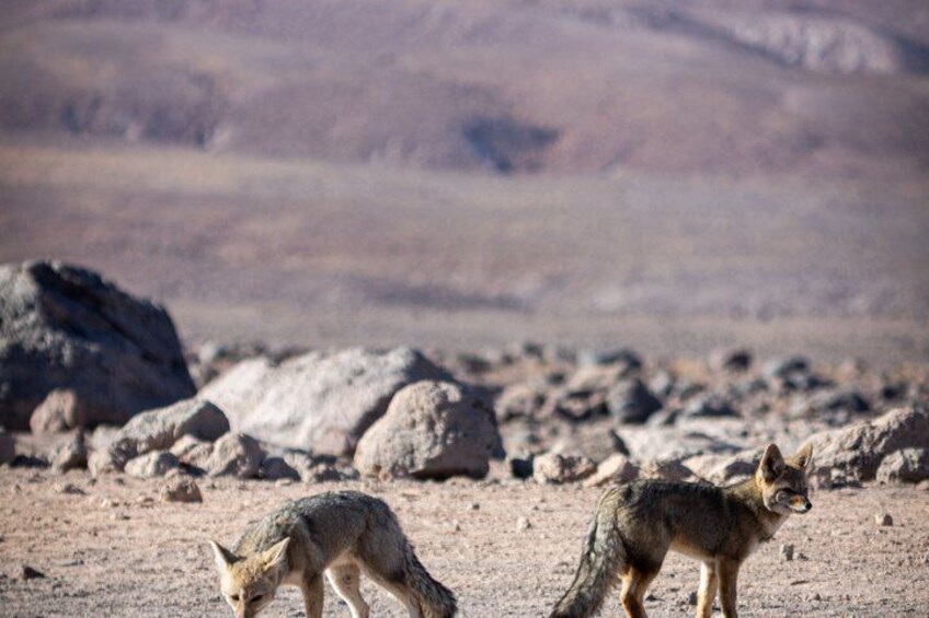 Two foxes in a desert landscape with rocky terrain and mountains in the background. 3