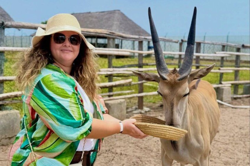 A person feeding an antelope in a fenced enclosure. 5