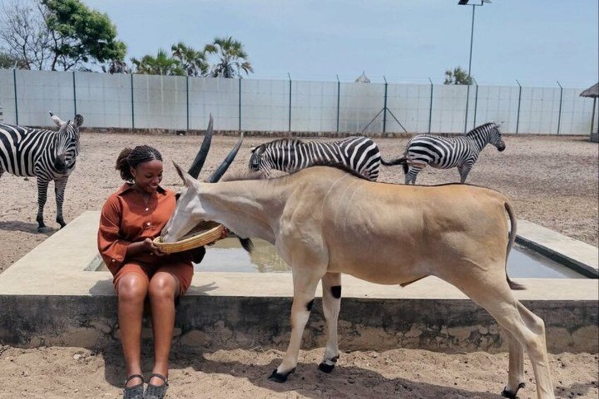 A person feeding an antelope at a zoo enclosure with zebras in the background. 3