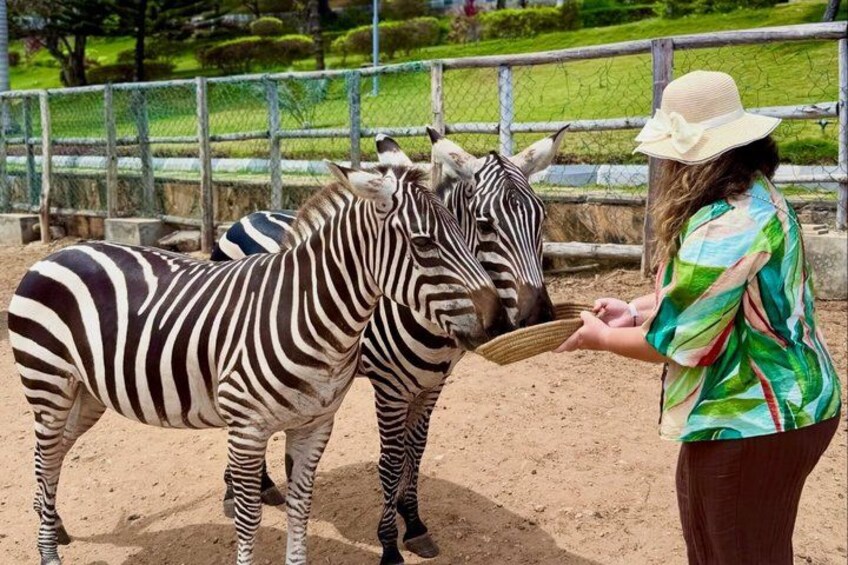 A person feeding a zebra in a fenced enclosure. 4