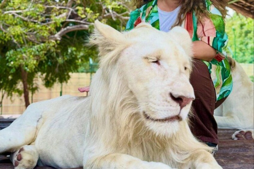 A white lion lying down with a person standing behind it. 1
