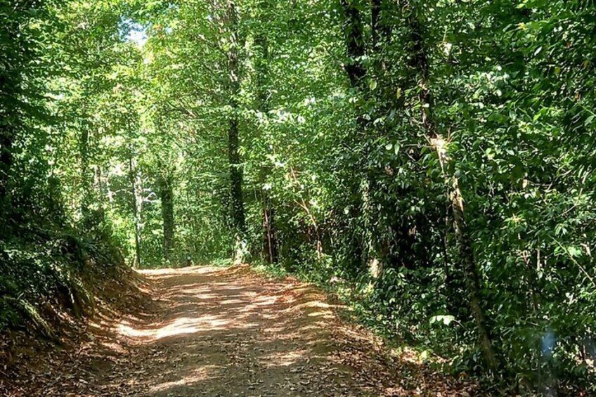 A forest path surrounded by dense green foliage. 3
