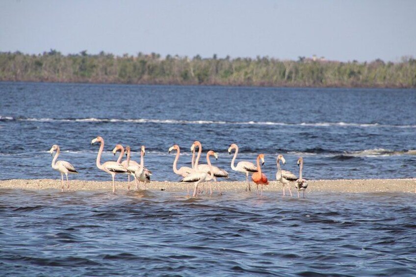 A group of flamingos standing in shallow water near a shoreline. 3