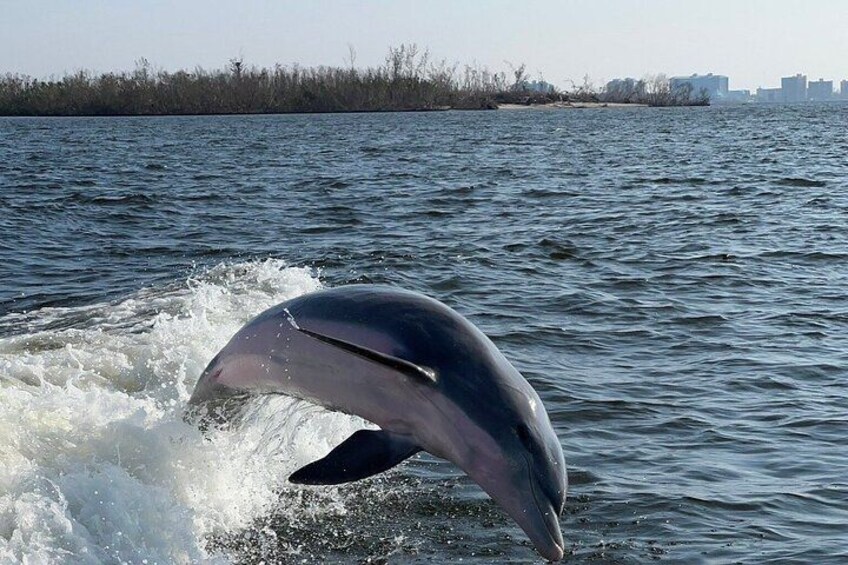 A dolphin leaping out of the water. 5