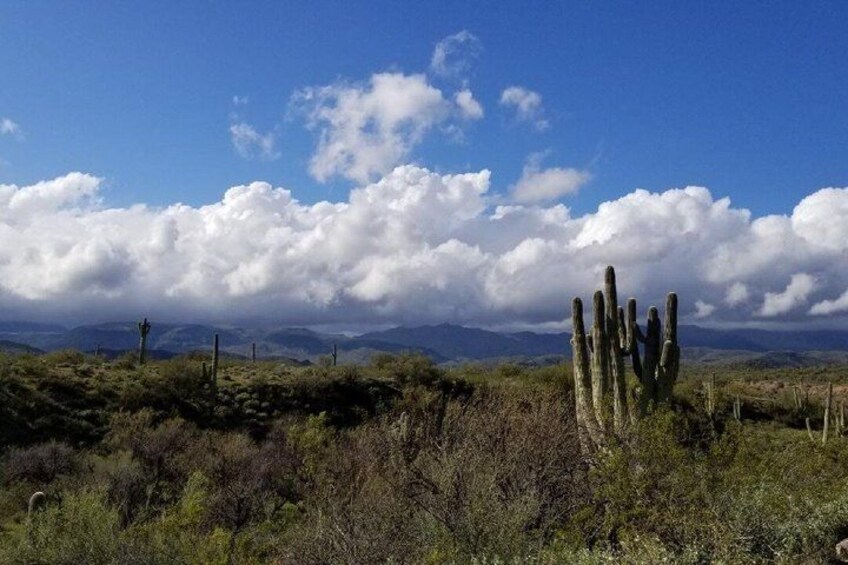 A desert landscape with a prominent cactus in the foreground and a mountain range in the background under a partly cloudy sky. 1