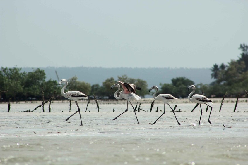 A group of flamingos walking on a sandy beach with sparse vegetation in the background. 3