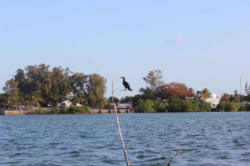 A bird perched on a branch over water, with trees and buildings in the background. 2