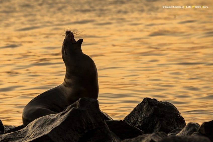 A seal sitting on rocks by the water during sunset. 2