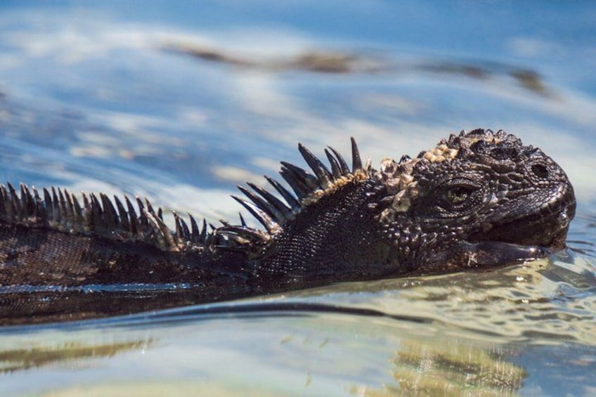 A large marine iguana in water. 5