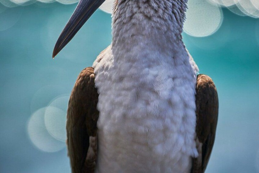 A bird with a large beak and brown wings. 3