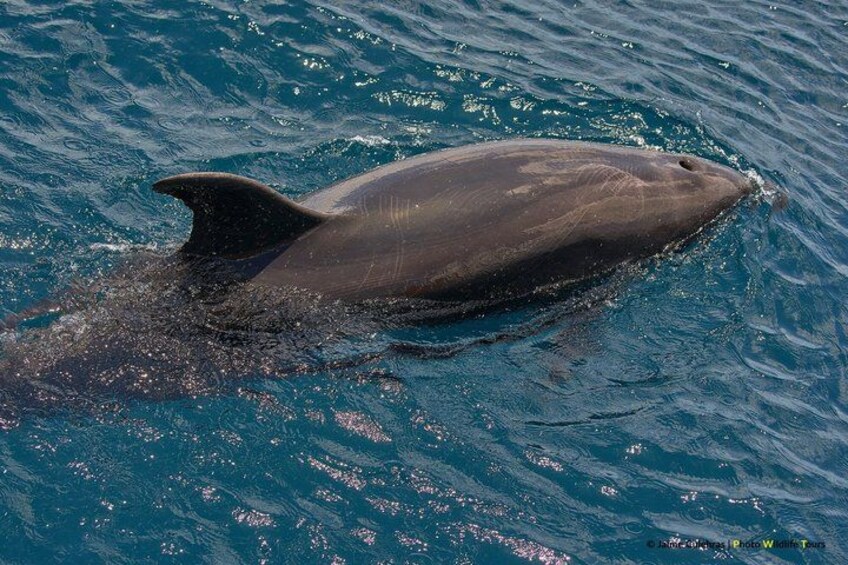 A dolphin swimming in the ocean. 4