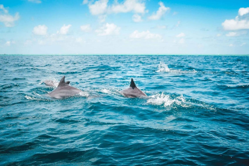 Deux dauphins nagent dans l’océan. 3