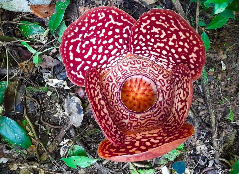 A large, red flower with white patterns and a central orange flower. 5