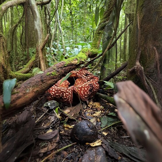 A forest floor with a red spotted mushroom, a fallen tree, and dense green foliage. 4