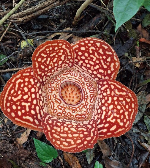 A large, red and white patterned flower with a central spiky structure, surrounded by forest floor debris. 1