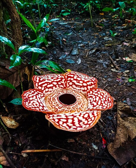 A large, red and white patterned mushroom growing on forest floor. 2