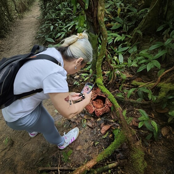 A person taking a photo of a plant with a rose tattoo on their arm. 3