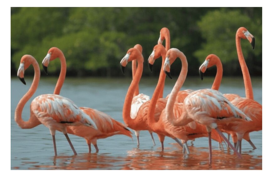 Río Lagartos: Flamingo-watching excursion and boat sightseeing tour 1