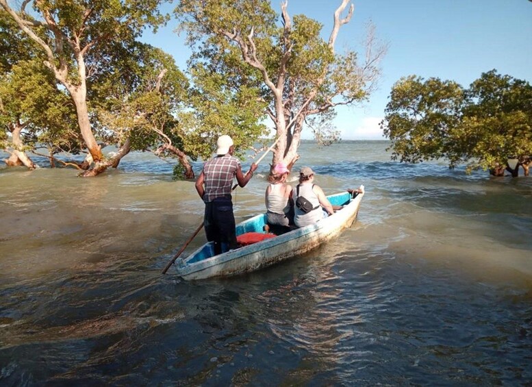 A group of people in a small boat navigating through a mangrove area with trees overhanging the water. 5