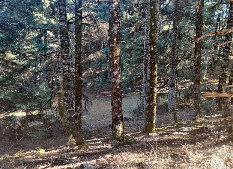 Picture 8 for Activity Delphi: Hiking tour to the Corycian Cave of Parnassus 4
