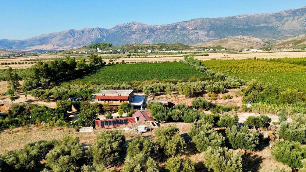 A vineyard with rows of grapevines, a house with a red roof, and mountains in the background. 1
