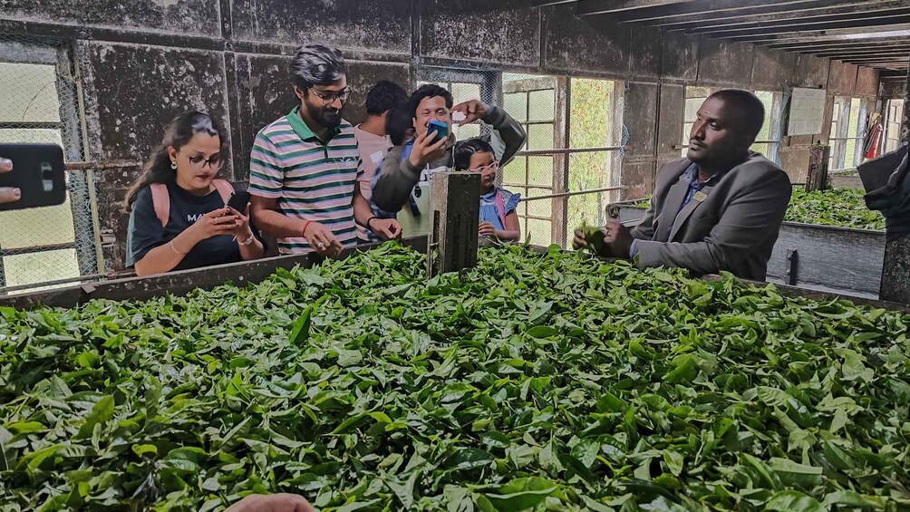 A group of people observing a large quantity of green leafy plants in a confined space with metal mesh walls. 5