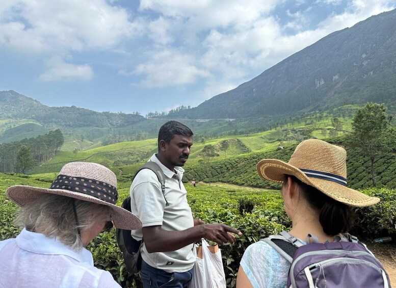 A group of people hiking in a mountainous area with lush green tea plantations. 1