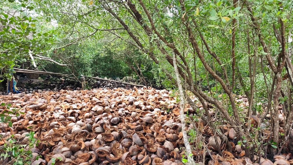 Un bosque con numerosas palmeras de coco y un gran montón de cocos en el suelo. 3