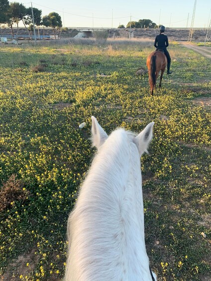 Un cheval blanc avec un cavalier à dos d’un cheval brun, dans un champ de fleurs jaunes. 2