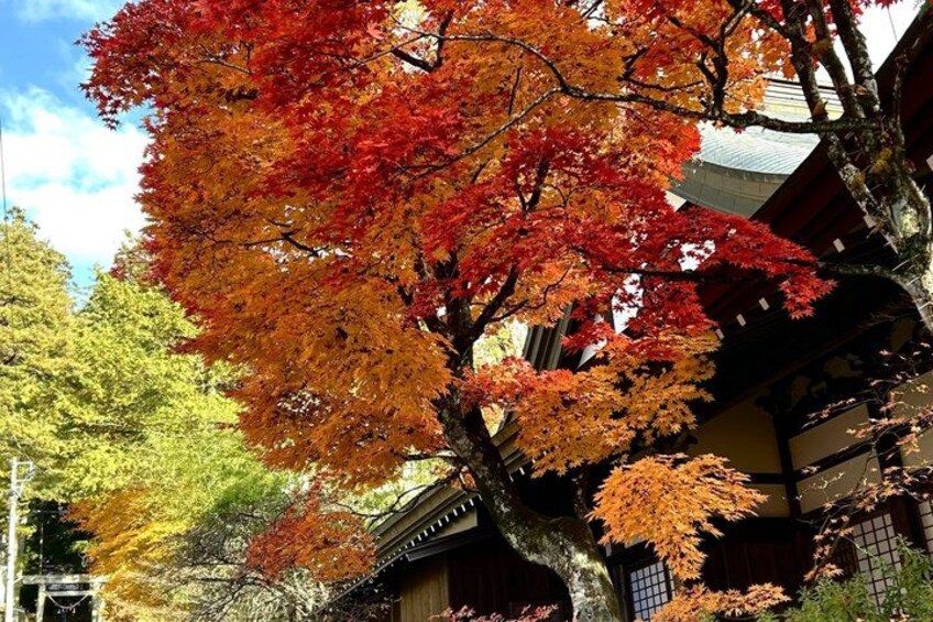 A traditional Japanese building with a large tree displaying autumn foliage. 2