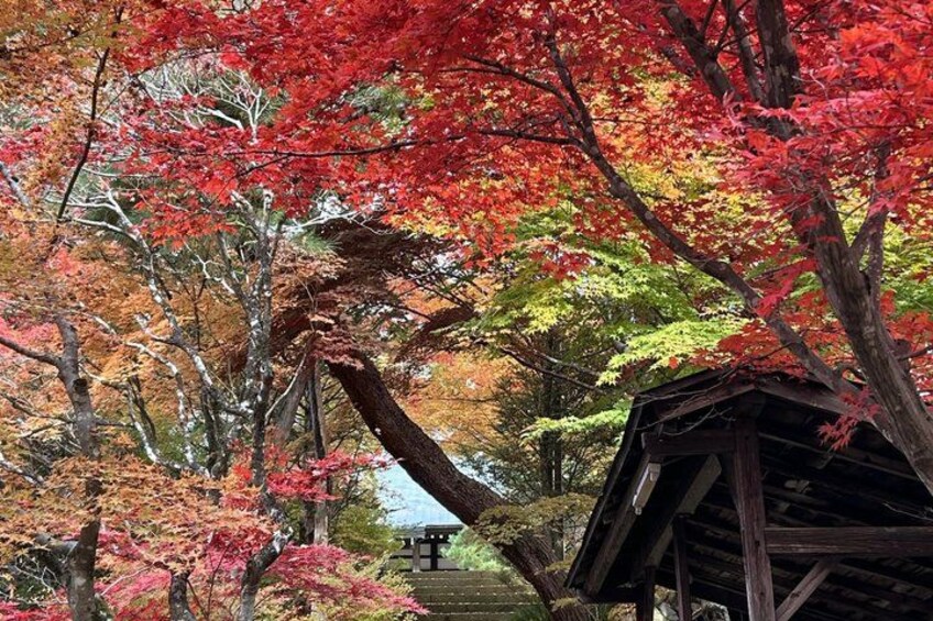 A forest with autumn foliage, a wooden structure, and a traditional Japanese torii gate. 5