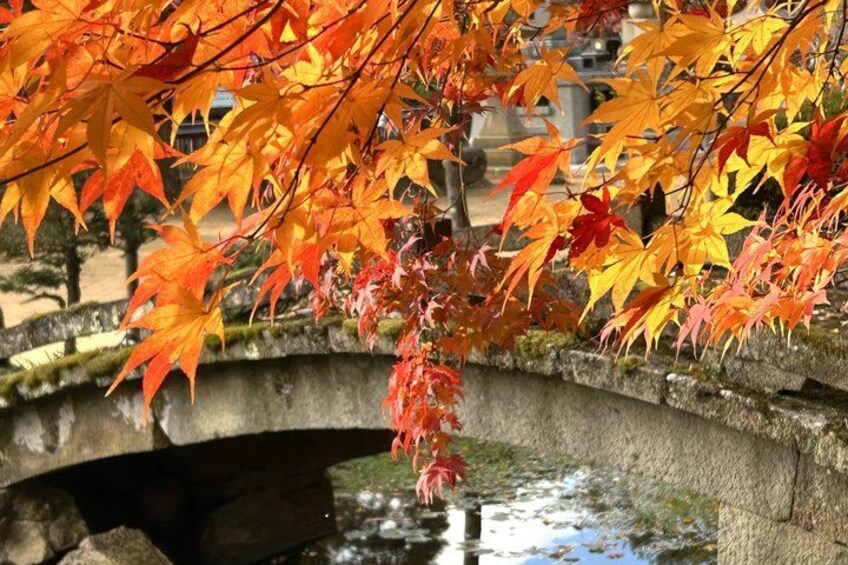 A stone bridge with autumn leaves. 1