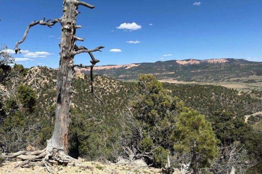 A dead tree, a forest, and a mountain range. 5