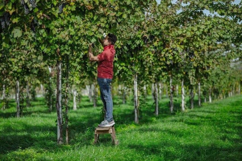 A person standing on a stool in a vineyard, surrounded by rows of grapevines. 4