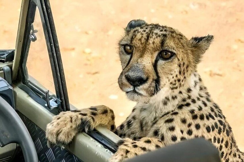 A cheetah inside a vehicle with a dirt background. 4