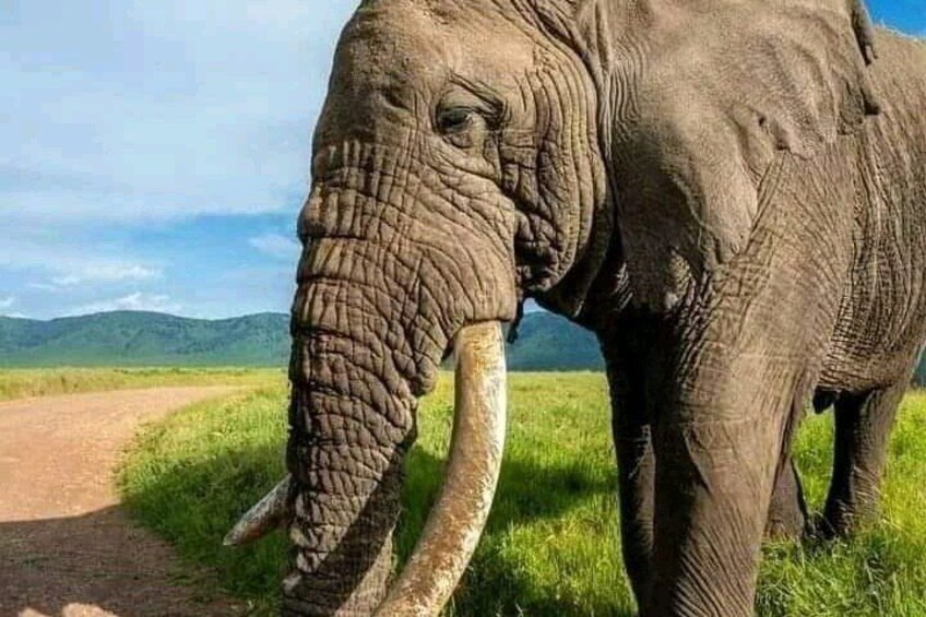 An elephant standing on a dirt path with grass on either side, in a natural landscape with hills in the background. 3