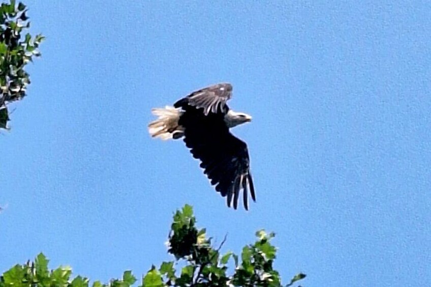 A bird of prey in flight against a clear sky. 5