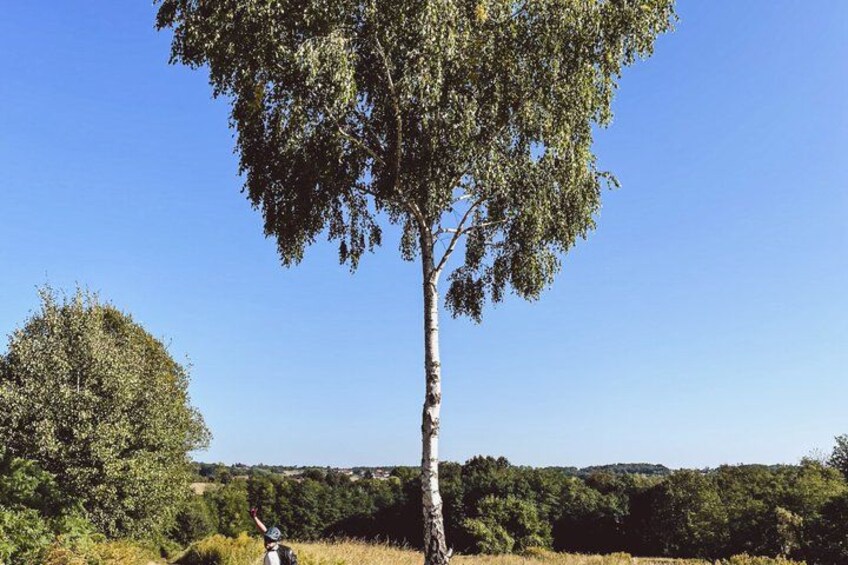 A tall tree with a clear sky in the background. 5