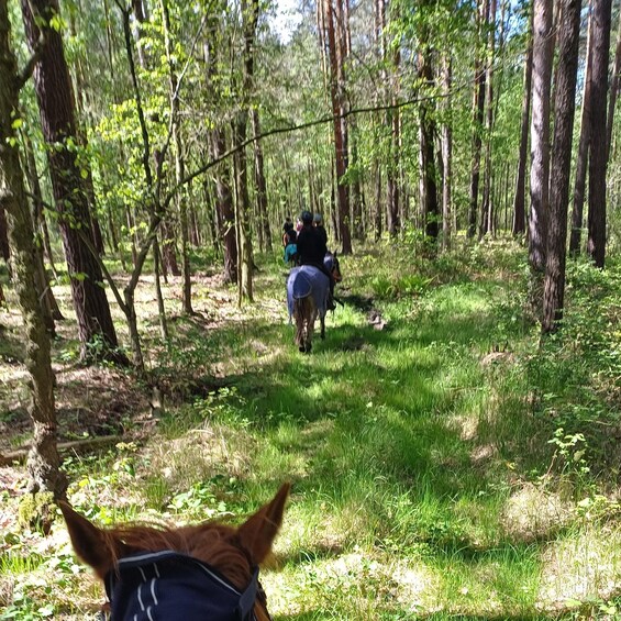A forest with a horse and rider. 4