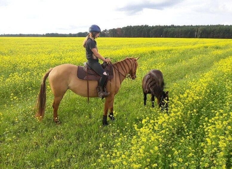 A person riding a horse in a field of yellow flowers. 2