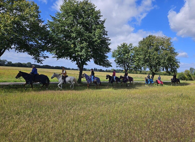 A group of people riding horses in a grassy field with trees. 5