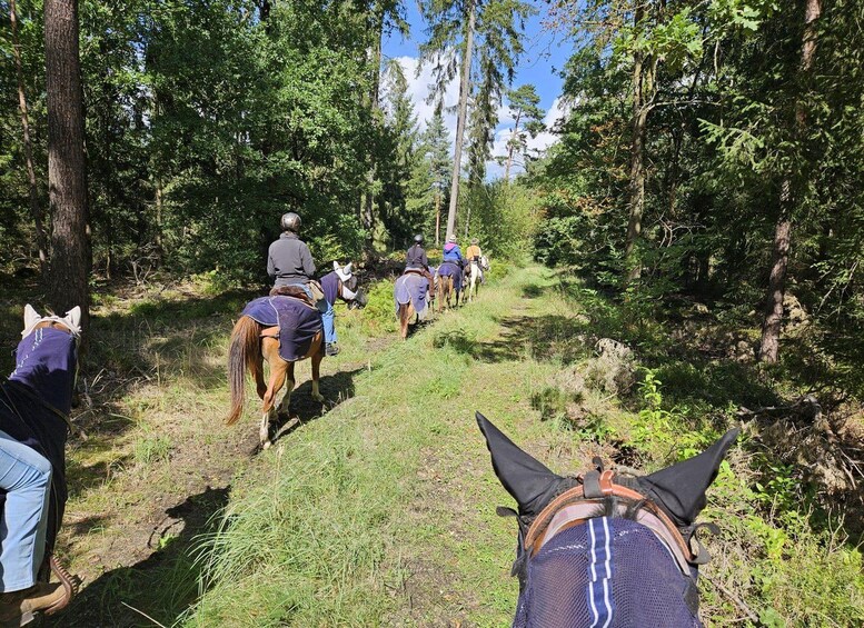 A group of people horseback riding through a forested trail. 1